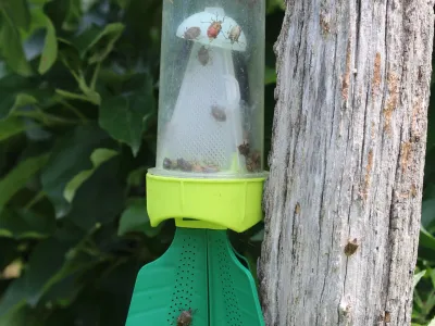 Feromonske vabe za smrdljivce, ki jih lahko postavimo pri hi&scaron;i, tudi na okensko polico. Foto: BF
