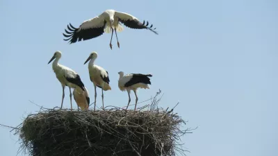 &Scaron;tevilne &scaron;torklje so se letos iz prezimovali&scaron;č vrnile prej, kot je običajno, saj so bila prva gnezda zasedena že v prvi polovici februarja, običajno pa se &scaron;torklje vrnejo marca.

&nbsp;

Ur&scaron;ka Gaj&scaron;ek

&nbsp;