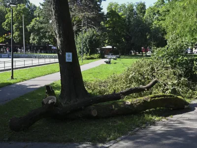 31.07.2024 - Po&scaron;kodovana drevesa, park Tivoli. FOTO: Nik Erik Neubauer