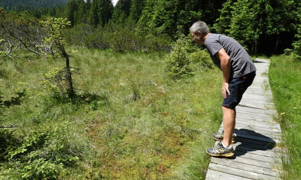 Čez barje Goreljek na Pokljuki je urejena učna pot, na kateri lahko obiskovalci spoznajo značilnosti visokih barij. Andrej Arih i&scaron;če rosiko, mesojedo rastlino, znano predstavnico &scaron;otnih barij.