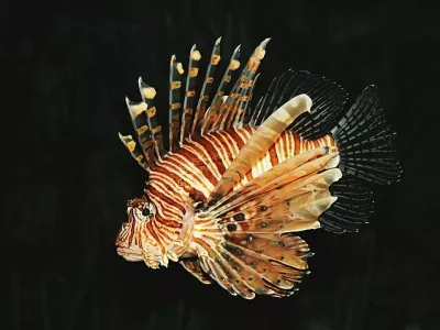 Velika plamenka ali navadna plamenka (znanstveno ime Pterois volitans) je strupena riba iz družine bodik (Scorpaenidae). Prebiva v Indijskem in Pacifi&scaron;kem oceanu, v zadnjem času pa tudi ob vzhodni obali ZDA. Je priljubljena akvarijska riba.