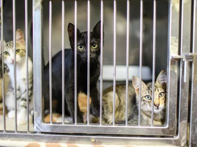 18.08.2016. Zaveti&scaron;če za zapu&scaron;čene živali Ljubljana, Gmajnicemačkafoto: Bojan Velikonja