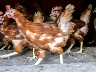 Po skoraj &scaron;tirih letih je končan insolvenčni postopek upni&scaron;ke prisilne poravnave v podjetju Meja &Scaron;entjur, drugem največjem pridelovalcu jajc v Sloveniji. Foto: Jaka Gasar&nbsp;