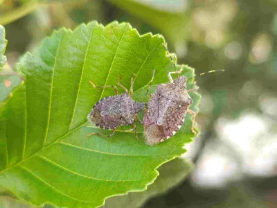 Marmorirana smrdljivka je pri&scaron;la k nam iz Azije in je danes prevladujoča v na&scaron;ih krajih. / Foto: Du&scaron;an Klenov&scaron;ek, Kozjanski park