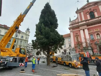 Postavljanje smreke na Pre&scaron;ernovem trgu. Foto: Vesna Levičnik