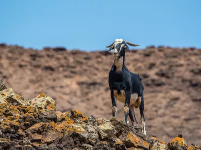 Koze pred izbruhom vulkana niso želele na pa&scaron;nike na vi&scaron;jih legah. / Foto: Istock