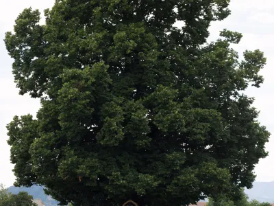 Mogočna lipa sredi polj in travnikov
v Suhi pri Predosljah je najlep&scaron;e drevo na Gorenjskem. F Urban &Scaron;ink